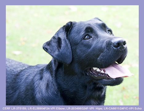 Dogwood Labradors :: Females